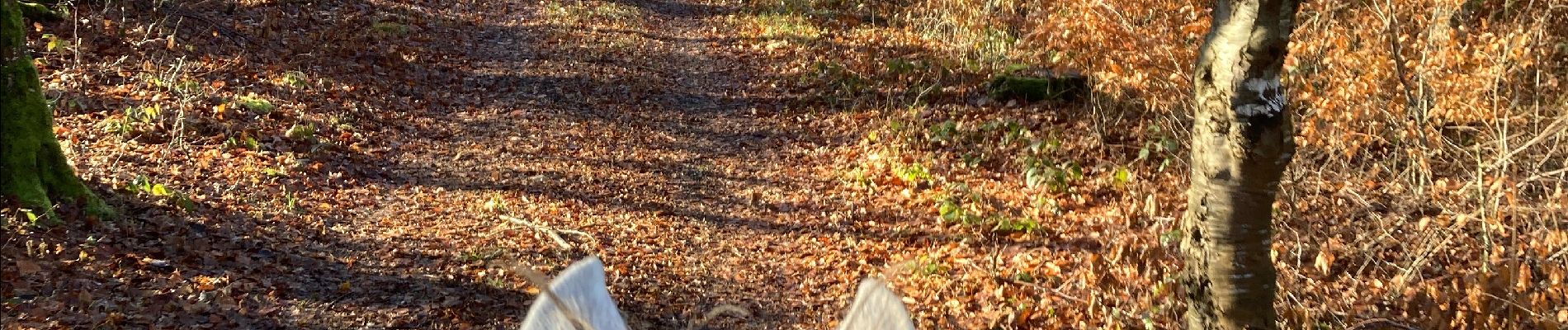 Trail Horseback riding Saint-Martin - Bois banal joyeux yoigo tipsy - Photo