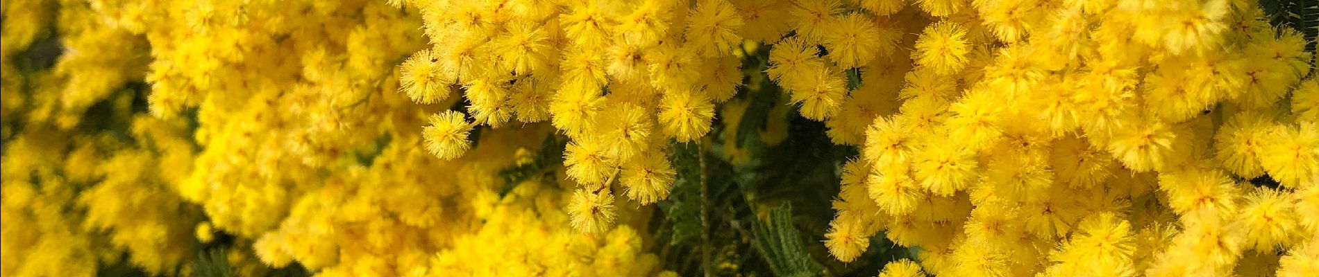 Trail Walking Pégomas - Mimosa Pégomas  - Photo