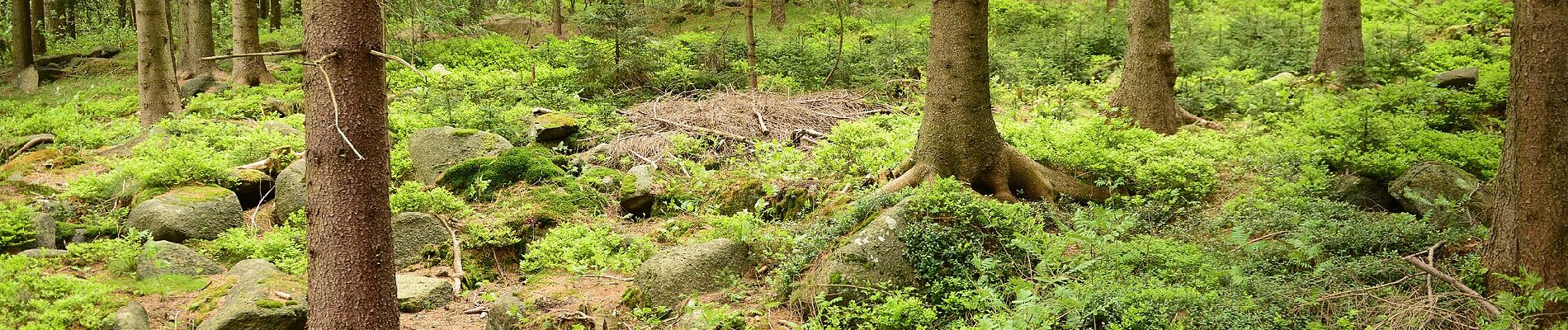 Trail On foot Železný Brod - [Z] Berany - Hrubá Horka - Photo