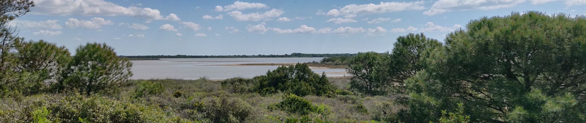 Excursión Paseo ecuestre Saintes-Maries-de-la-Mer - 2019-05-04 Rando CVA Camargue Bac Sauvage - Photo