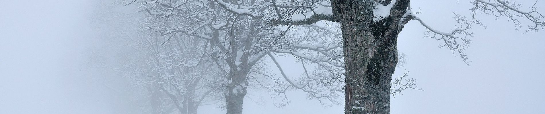 Randonnée A pied Schwarzenberg - Chraigütsch - Ober Lauelen - Photo