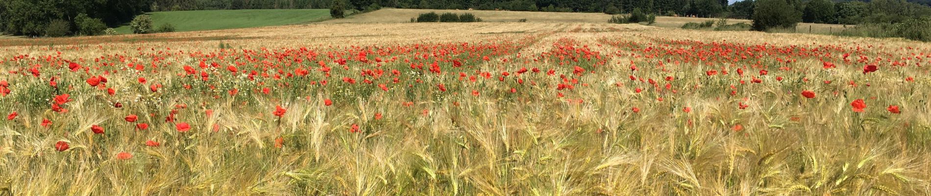 Tour Wandern Durbuy - Entre Condroz et Ardennes (Durbuy) - Photo