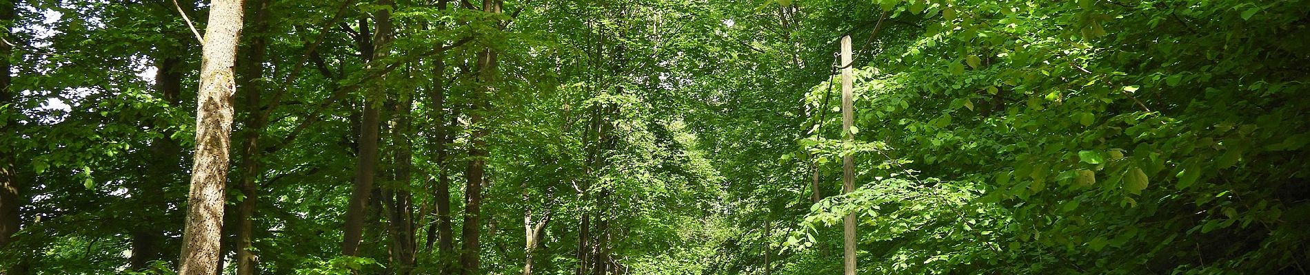 Percorso A piedi Amt Creuzburg - Hauptwanderweg Eisenach - Wernigerode / Höhenweg - Photo