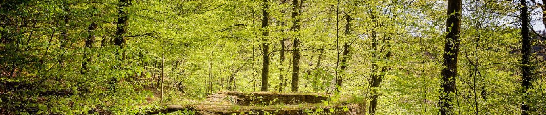 Punto de interés Étalle - Site gallo-romain et cron de Montauban - Photo