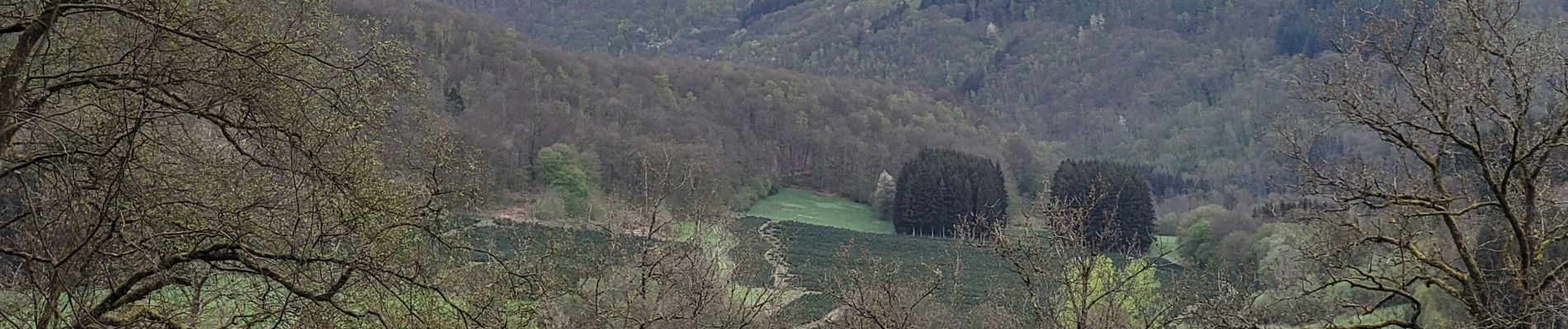 Trail Walking Vresse-sur-Semois - rando laforêt 9-04-2024 - Photo