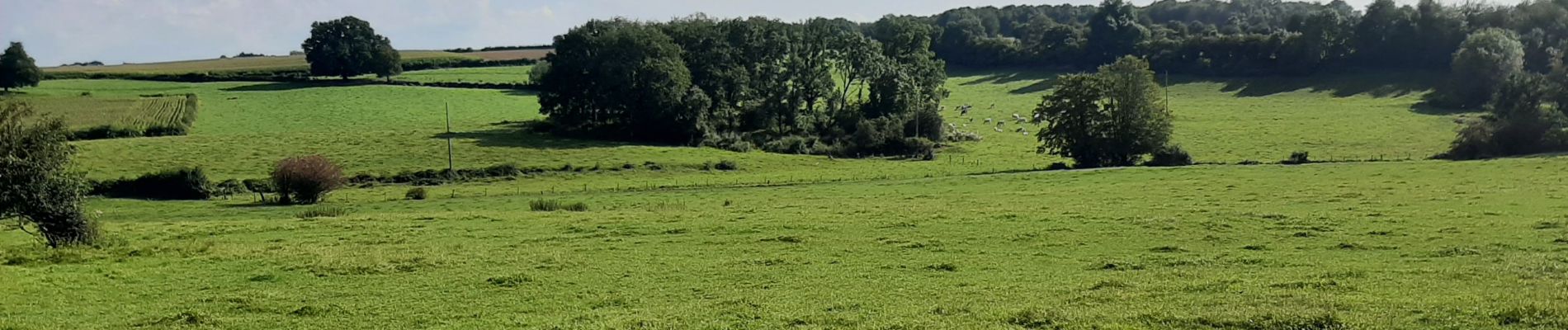 Trail Walking Cousolre - Le canari 04 09 21 - Photo