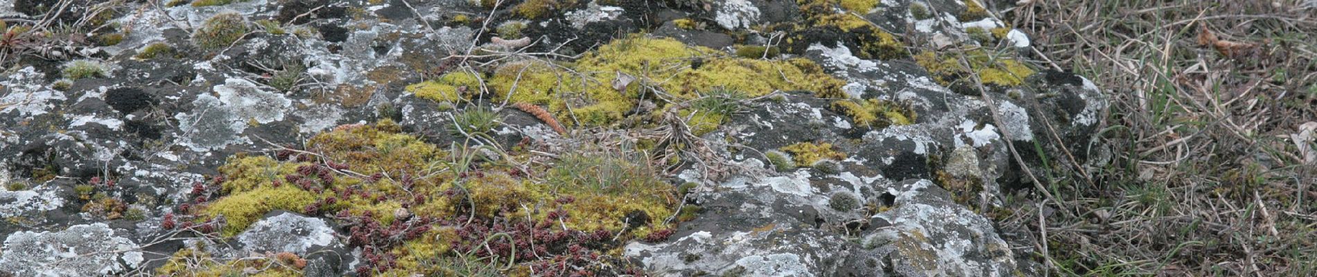 Randonnée A pied Gemeinde Purbach - Wald- und Bründllehrpfad - Photo