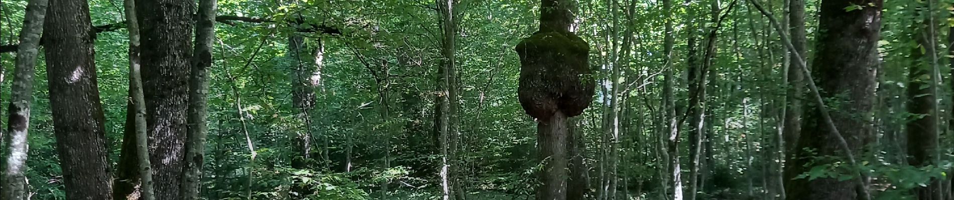 Tocht Stappen Musièges - Musiège - Photo