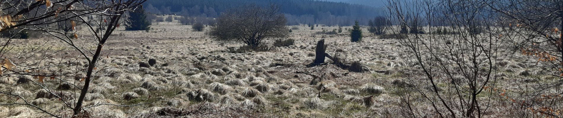 Tocht Stappen Bütgenbach - Butchebach - Photo