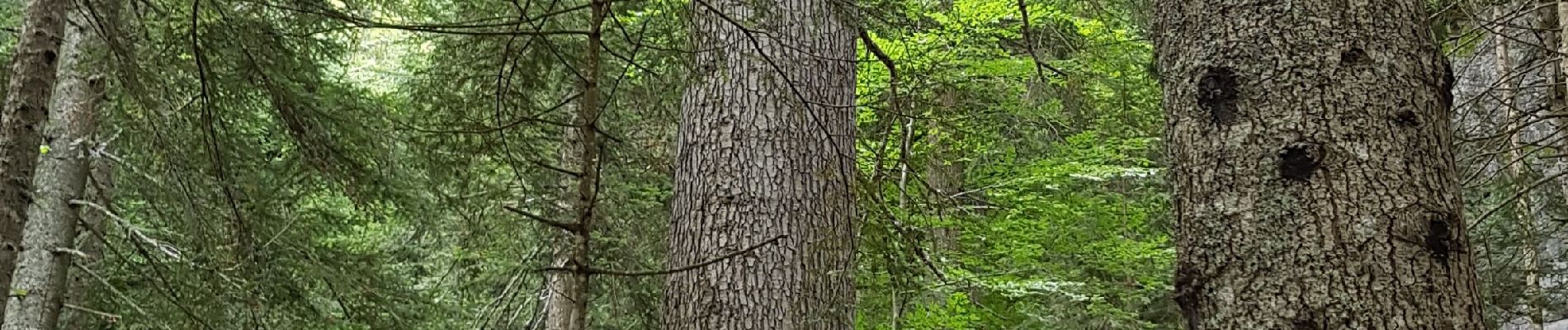 Tocht Stappen Villard-de-Lans - tour bois barbu. malaterre, le sapin bellier - Photo