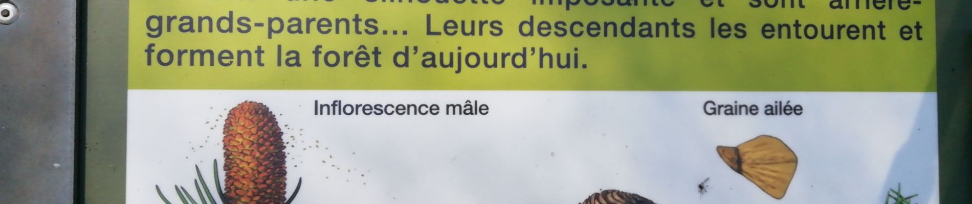 Percorso Marcia Bonnieux - 84 Bonnieux circuits des cédres 4.1km 107m - Photo