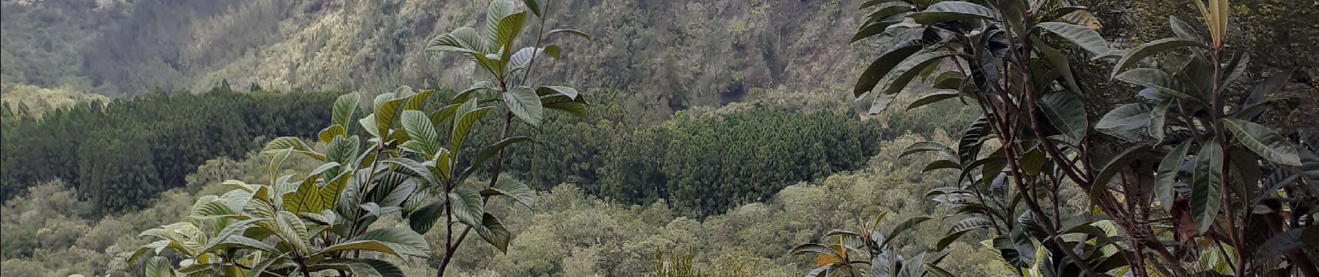 Tour Wandern Cilaos - le bloc piton des neiges - Photo