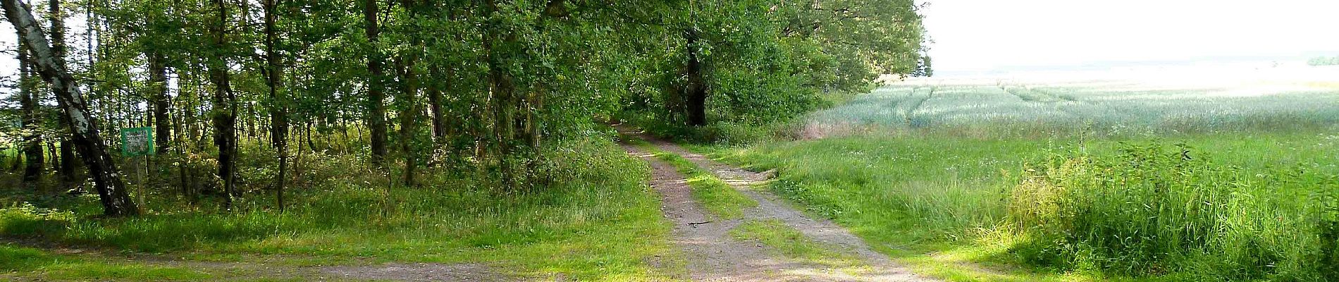 Tocht Te voet Belgern-Schildau - Rundweg Kobershain - Photo