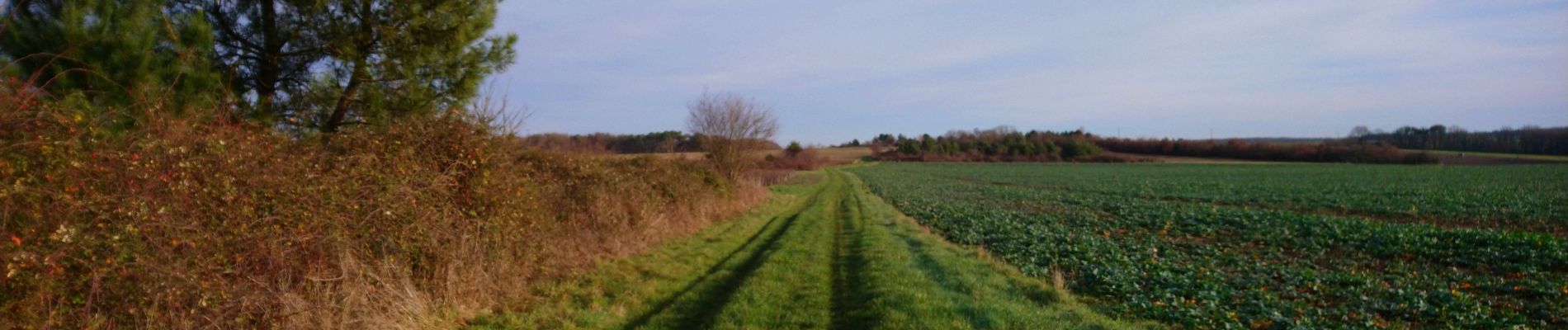 Tour Wandern Saint-Georges-sur-Cher - Saint-Georges-sur-Cher - GRP Forêt Montrichard - 17.6km 165m 3h40 - 2023 12 27 - Photo