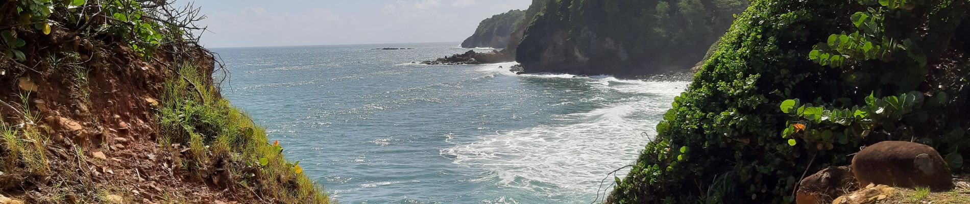 Randonnée Marche Le Lorrain - La Crabiere Vive - Savane La Pointe - Photo