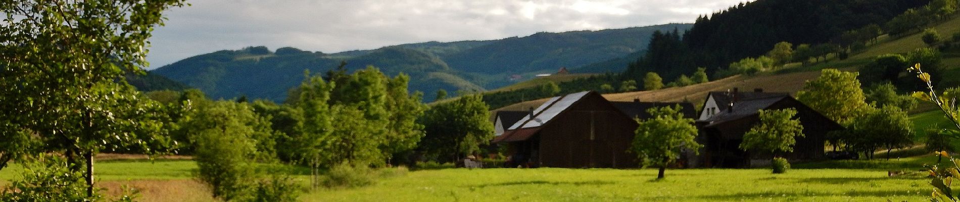 Excursión A pie Haslach im Kinzigtal - Wald- und Erlebnispfad 