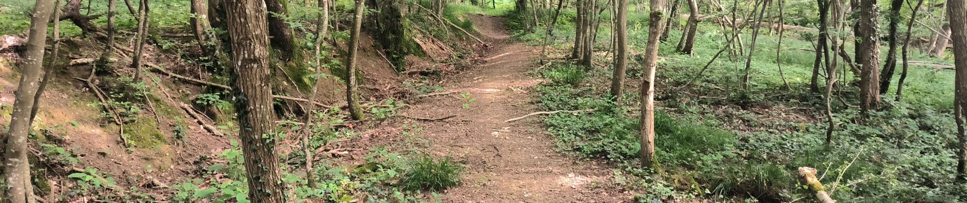 Excursión Senderismo Soucy - Petite promenade dans la forêt de SOUCY  - Photo