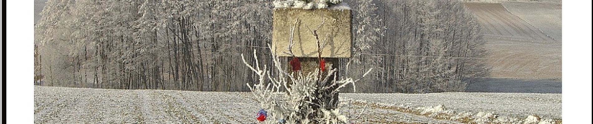 Tocht Te voet Wald - Route 145: Pfaffenöder Rundweg - Photo