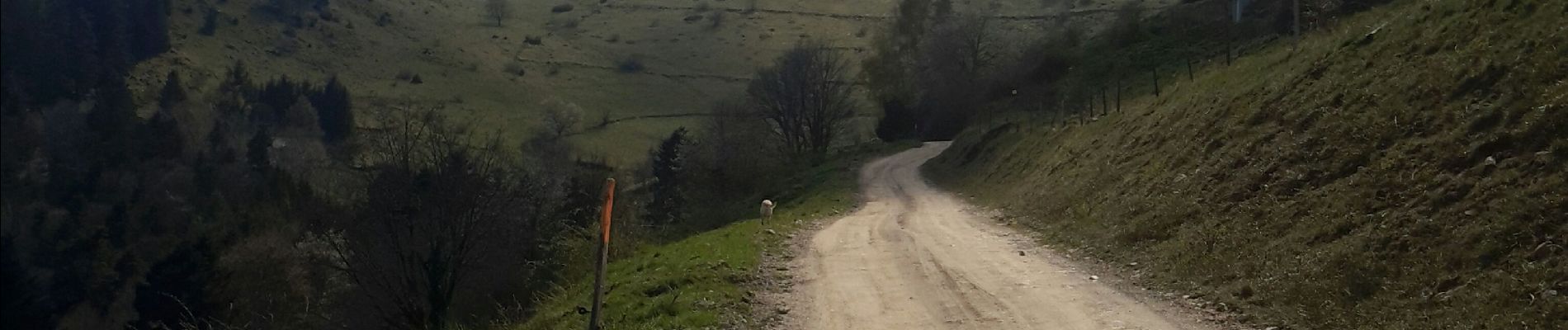 Tour Wandern Wasserburg - Tour du Petit Ballon et des fermes auberges - Photo