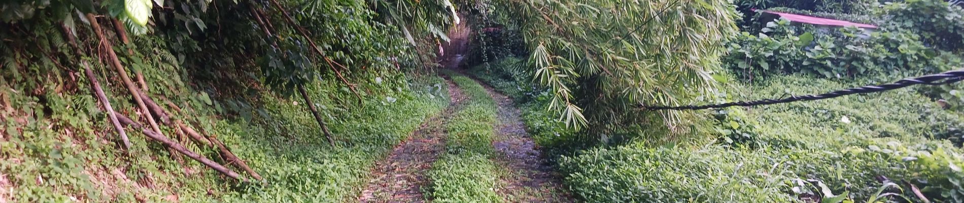 Percorso Marcia Le Lorrain - Boucle Morne Capot via La Pirogue - Photo