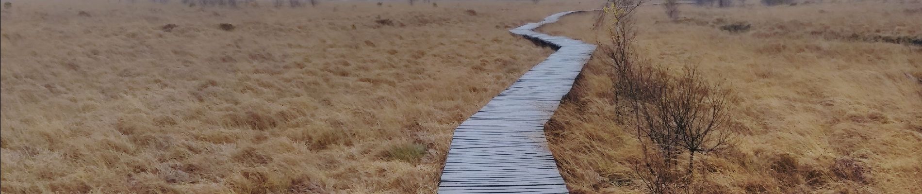 Tocht Stappen Waimes - les caillebotis de la fagne wallonne  - Photo