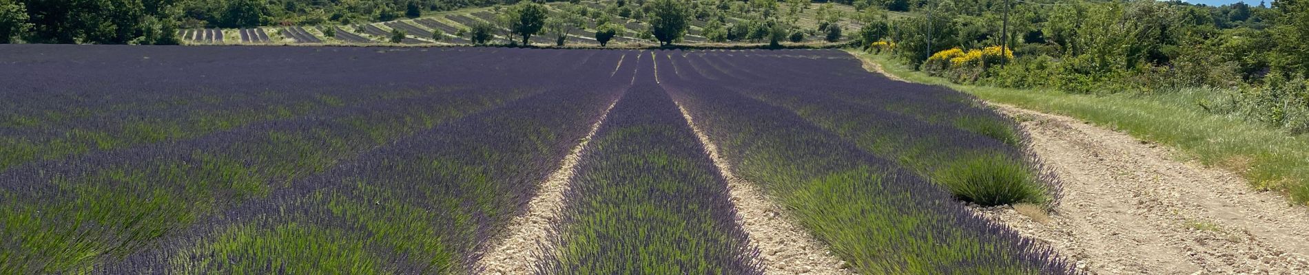 Trail Walking Montjoyer - Monrjoyer - Photo