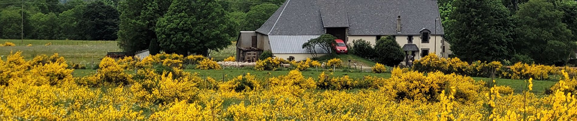 Tocht Stappen Murat-le-Quaire - La banne d'ordanche / Laqueuille - Photo