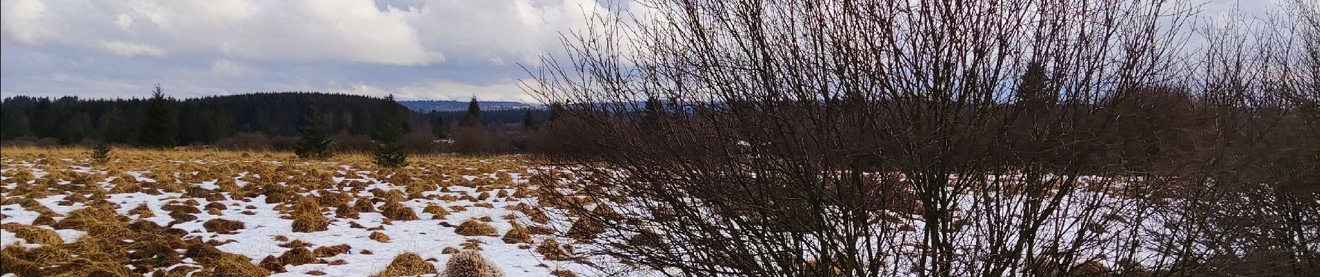 Randonnée Marche Waimes - La fagne de Sourbrodt   - Photo