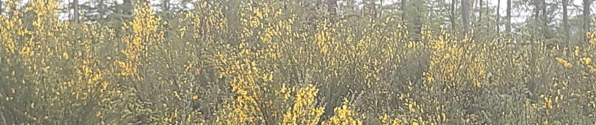 Randonnée Marche Esneux - à travers les bois d Anthines et d Esneux - Photo