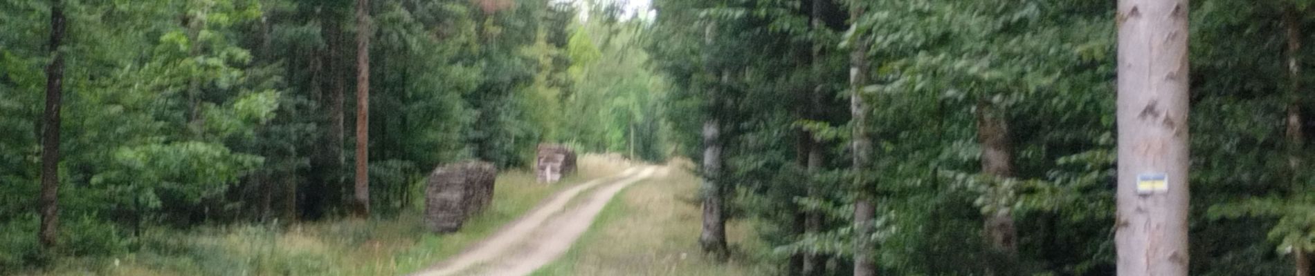 Percorso Sentiero Chaumont - petits sentiers en footing  - Photo