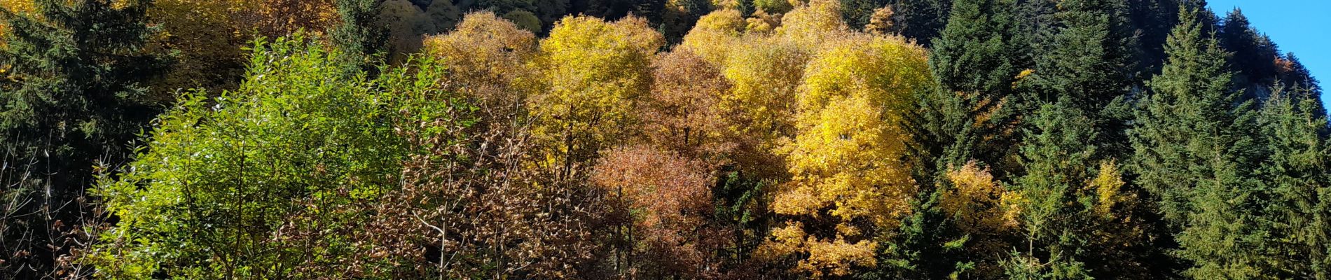 Trail Walking La Roche-sur-Foron - sur cou... 