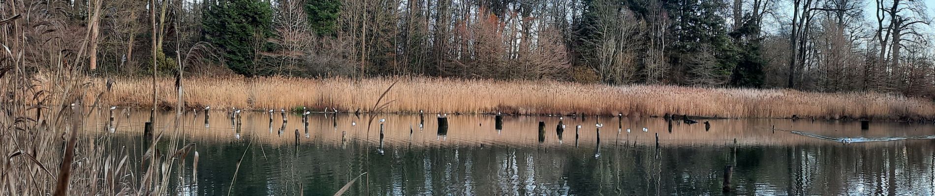 Randonnée Marche Morlanwelz - Bois de Mariemont - Photo