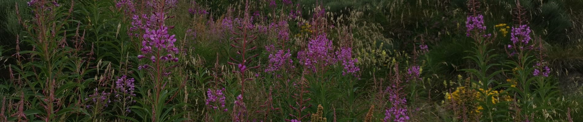 Tocht Stappen Les Angles - bouillouse besine - Photo