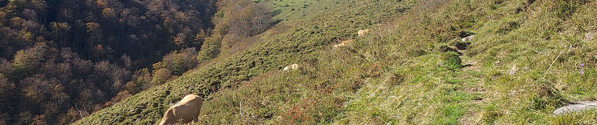 Excursión Senderismo Ségus - col du pré du roi par segus reconnu - Photo