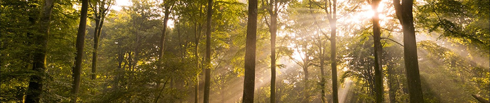 Tour Wandern Forest-l'Abbaye - À la découverte d'arbres remarquables en Forêt de Crécy - Photo