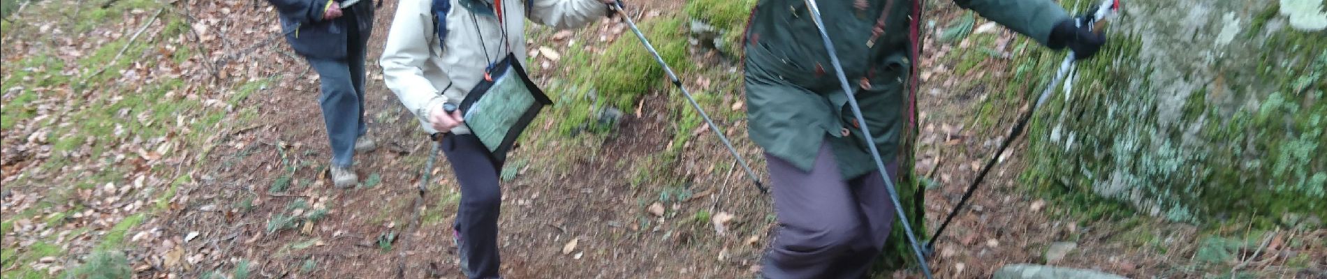 Tocht Stappen Fontainebleau - carrefour de Vienne 10 mars 2023  - Photo