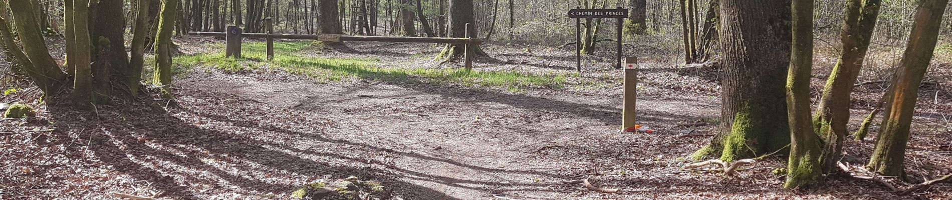 Tocht Stappen Momignies - Seloignes chemin des princes - Photo