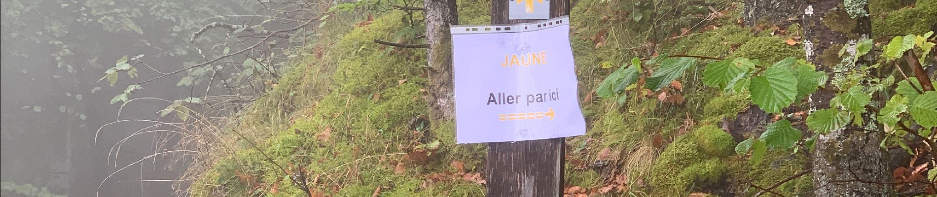 Trail Walking Saint-Nizier-du-Moucherotte - Vercouline jaune - Photo