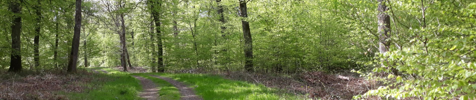 Trail Mountain bike Saint-Léger - Forêt de Gaume depuis St-Léger VTT - Photo