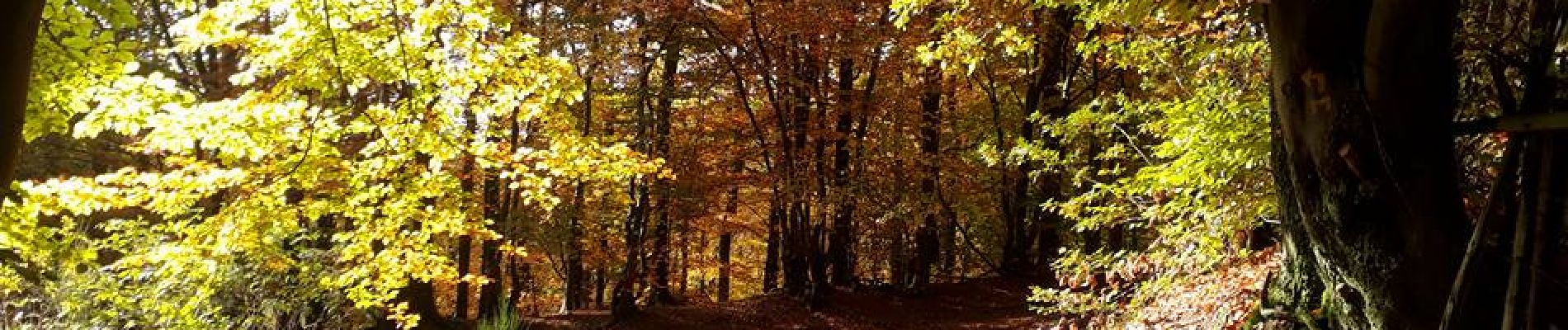 Point d'intérêt Malmedy - sous bois  - Photo