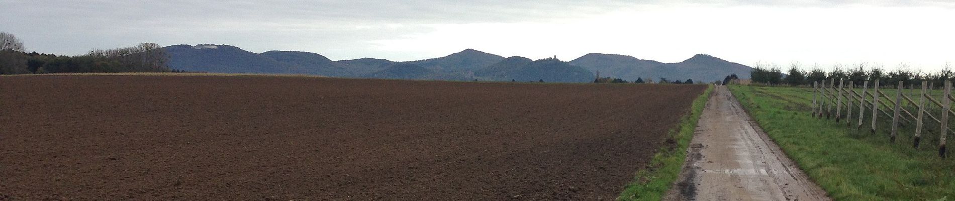 Tour Zu Fuß Wachtberg - Siebengebirgsweg - Photo