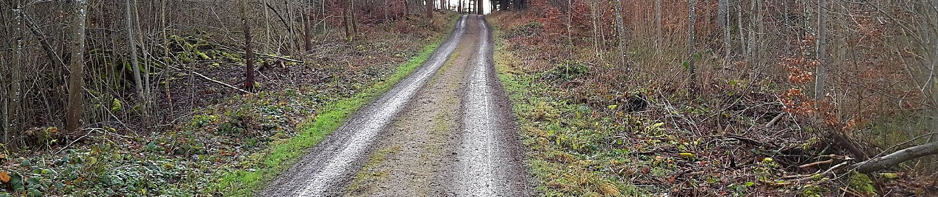 Percorso A piedi Rudolfstetten-Friedlisberg - Friedlisberg - Hafnerberg - Photo