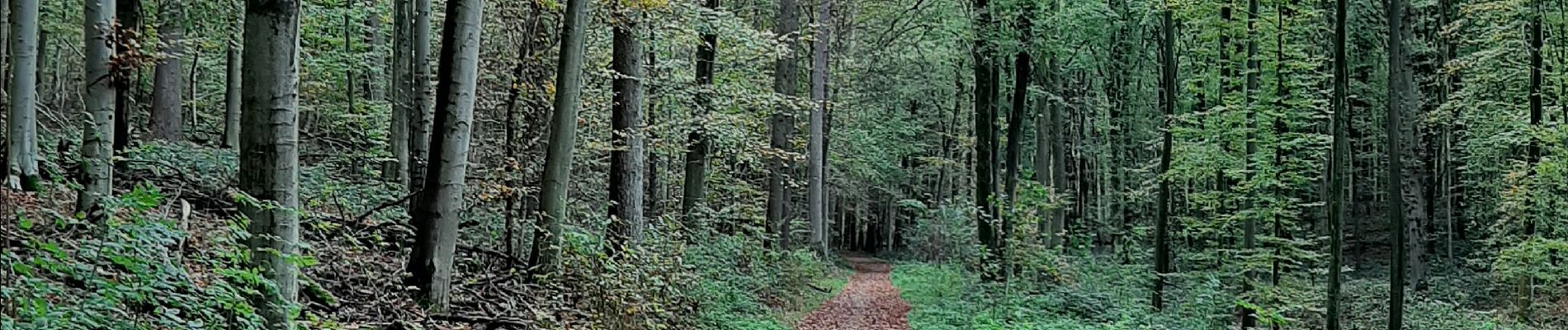 Excursión Senderismo Sint-Genesius-Rode - Soignes Brassine boucle 54 min - Photo