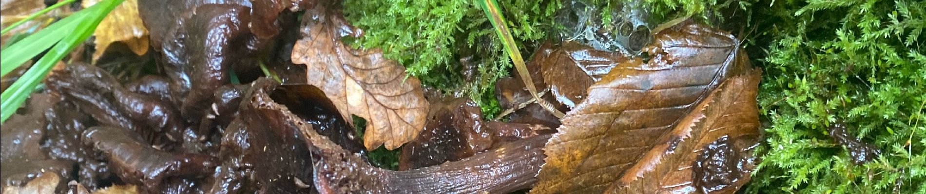 Percorso Caccia Thionville - Champignons  - Photo