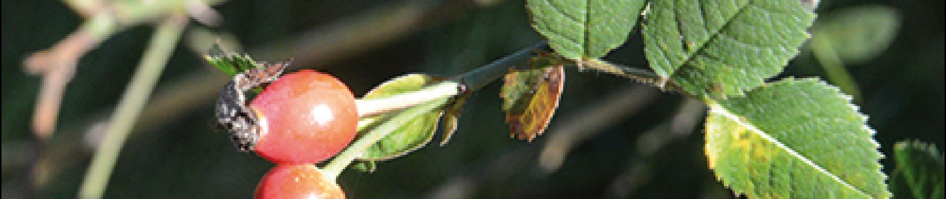 Randonnée Marche Houyet - Ciergnon - Circuit Natura 2000, des sites qui valent le détour - Na09 - Photo