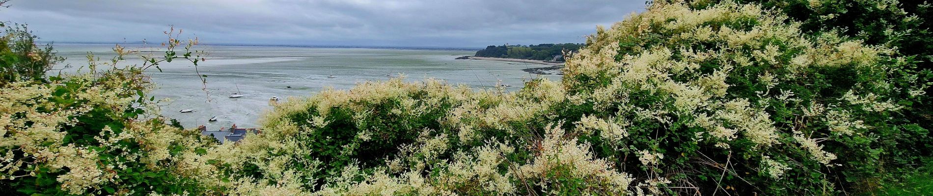 Tocht Te voet Cancale - Balade rapide à Cancale (hors groupe) - Photo