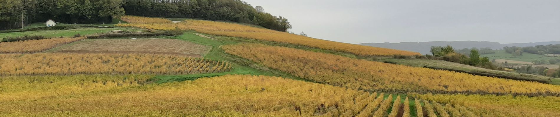 Trail Walking Plainoiseau - Plainoiseau 2020 - Photo