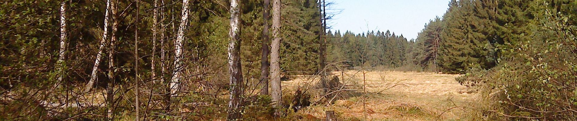 Tocht Te voet Flörsbachtal - Grünes Eichenblatt, Rundweg Mosborn - Photo