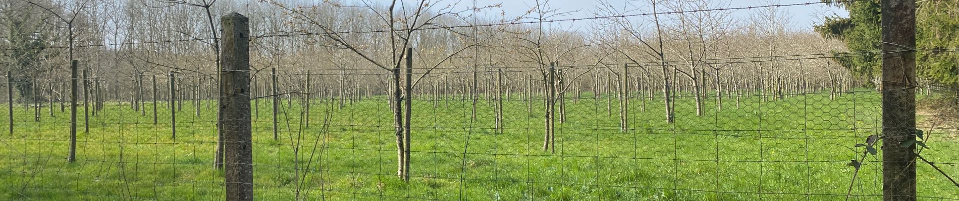 Tour Wandern Gerpinnes - Les jonquilles  - Photo