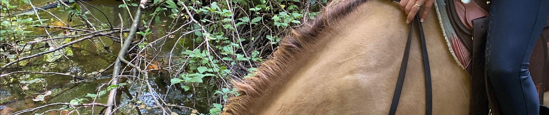 Trail Horseback riding Roybon - Roybon  - Photo